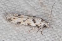 Parastenolechia nigrinotella
