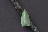 Tortrix viridana