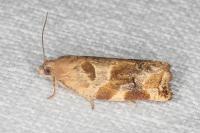 Archips xylosteana