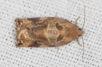 Archips xylosteana