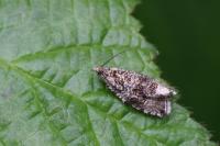 Celypha lacunana