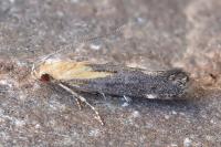 Stomopteryx basalis