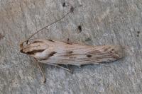Stomopteryx detersella