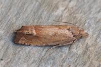 Eucosma