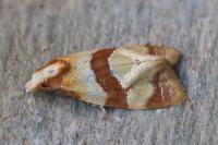 Phalonidia albipalpana