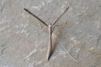 Agdistis