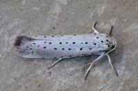 Yponomeuta rorrella