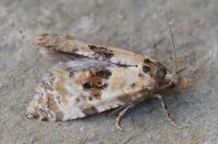 Neocochylis molliculana