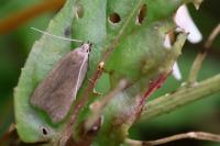 Acompsia cinerella