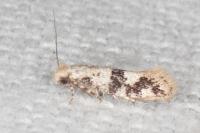Infurcitinea atrifasciella