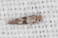 Infurcitinea atrifasciella