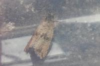 Celypha striana