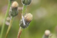 Pleurota