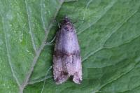 Celypha striana