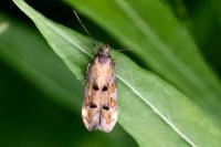 Mompha idaei