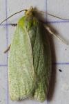 Tortrix viridana