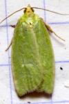 Tortrix viridana
