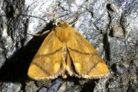 Apoda limacodes
