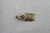 Acleris variegana