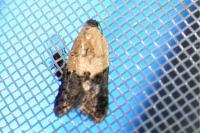 Acleris variegana