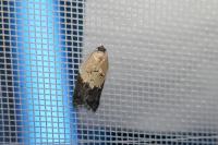 Acleris variegana