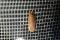Agonopterix
