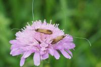 Nemophora metallica