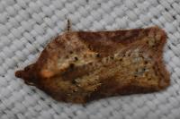 Acleris schalleriana