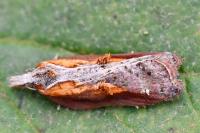 Acleris cristana