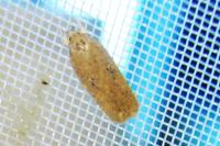 Agonopterix