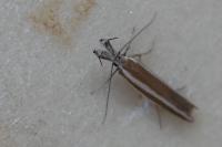 Pleurota aristella