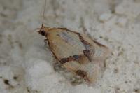Clepsis consimilana