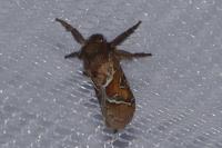 Triodia sylvina