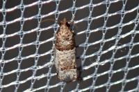 Notocelia incarnatana/mediterranea