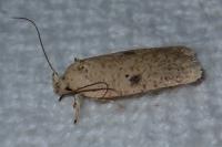 Agonopterix