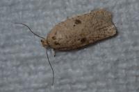 Agonopterix