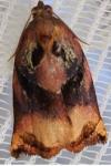 Archips podana
