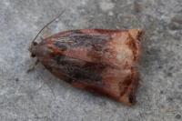 Archips podana