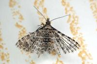 Alucita hexadactyla/huebneri