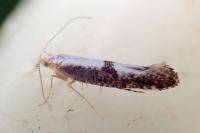 Argyresthia spinosella