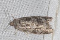 Cnephasia
