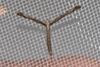 Agdistis
