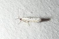 Yponomeuta plumbella