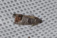 Cydia pomonella