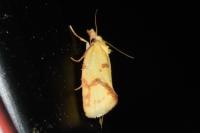 Agapeta hamana