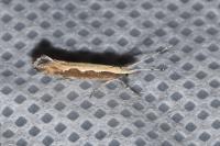 Plutella xylostella