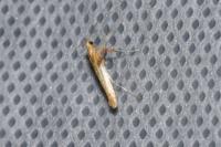 Caloptilia