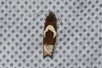 Epiblema foenella