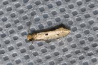 Tinea trinotella