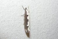 Ethmia bipunctella
